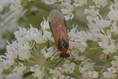 Athalia rosae