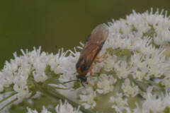 Athalia rosae