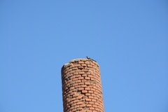 Corvus monedula soemmerringii