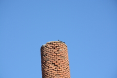 Corvus monedula soemmerringii