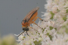 Athalia rosae
