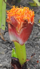 Scadoxus