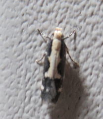 Agnippe prunifoliella