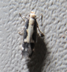 Agnippe prunifoliella