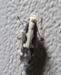 Agnippe prunifoliella