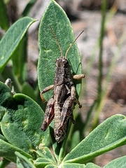 Melanoplus oreophilus