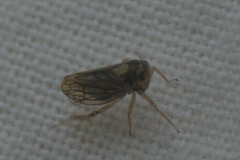 Auchenorrhyncha