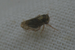 Auchenorrhyncha