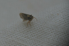 Auchenorrhyncha