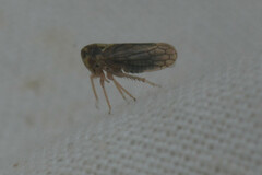 Auchenorrhyncha