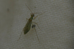 Heteroptera