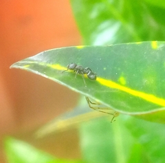 Procryptocerus