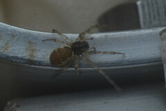 Araneae