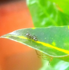 Procryptocerus