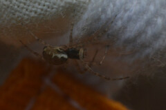 Araneae
