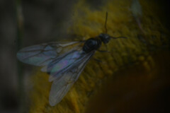 Formicidae