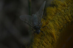 Formicidae
