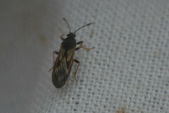 Ischnodemus sabuleti