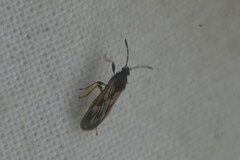 Ischnodemus sabuleti
