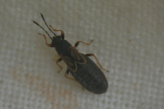 Ischnodemus sabuleti