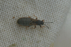 Ischnodemus sabuleti