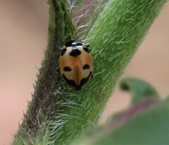 Hippodamia parenthesis