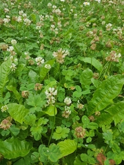 Trifolium repens