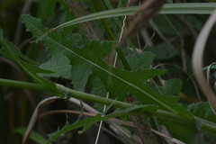 Asteraceae