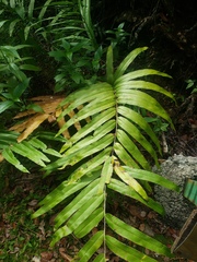 Pteris grandifolia
