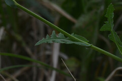 Asteraceae