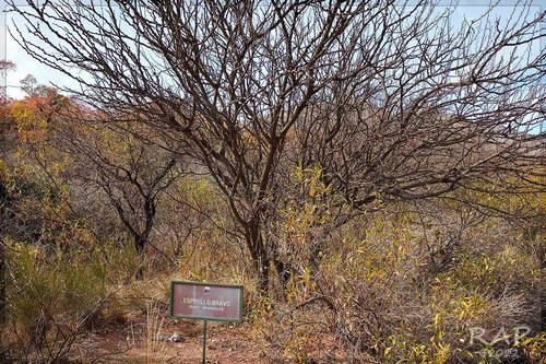Vachellia astringens