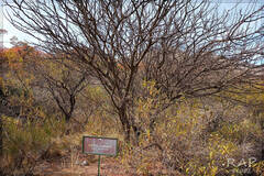 Vachellia astringens