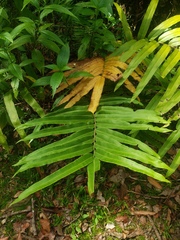 Pteris grandifolia