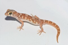 Pachydactylus latirostris