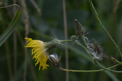 Asteraceae