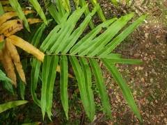 Pteris grandifolia