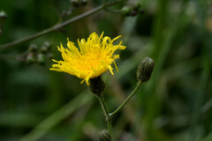 Asteraceae