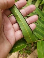 Pteris grandifolia