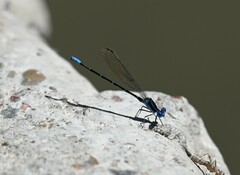 Argia sedula