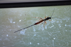 Dolichomitus irritator