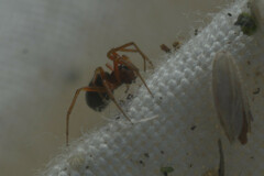 Araneae