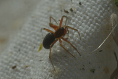 Araneae