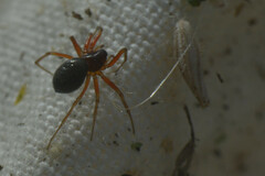 Araneae