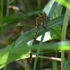 Aphylla angustifolia