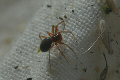 Araneae
