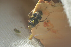 Miroidea