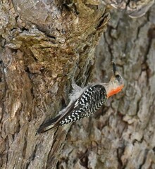 Melanerpes carolinus