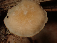 Pluteus plautus