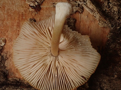 Pluteus plautus