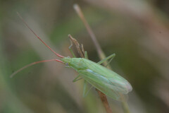 Heteroptera